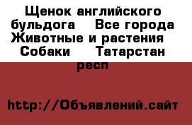 Щенок английского бульдога  - Все города Животные и растения » Собаки   . Татарстан респ.